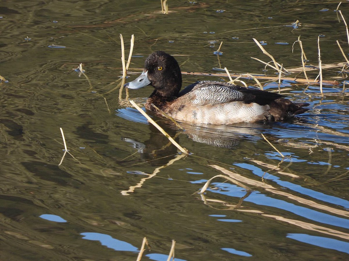 Lesser Scaup - ML285435721