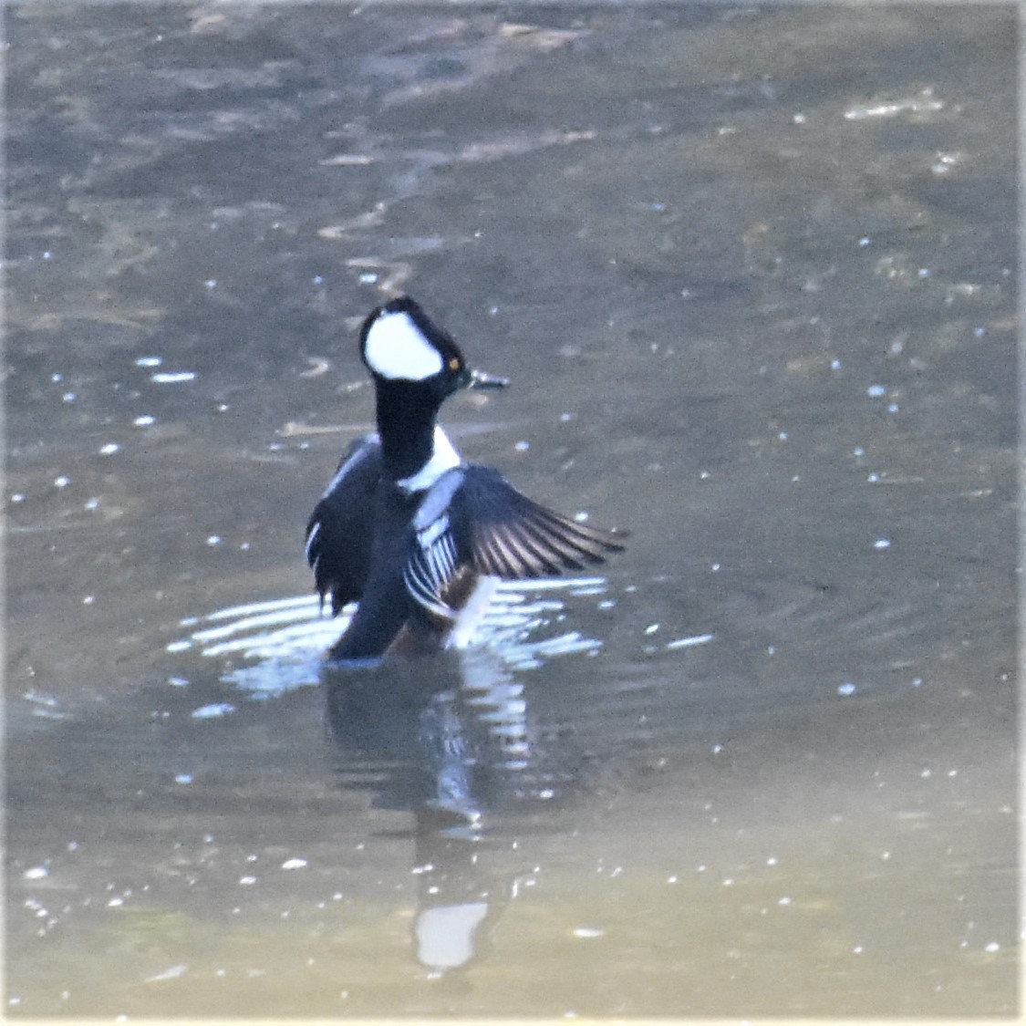 Hooded Merganser - ML285436851