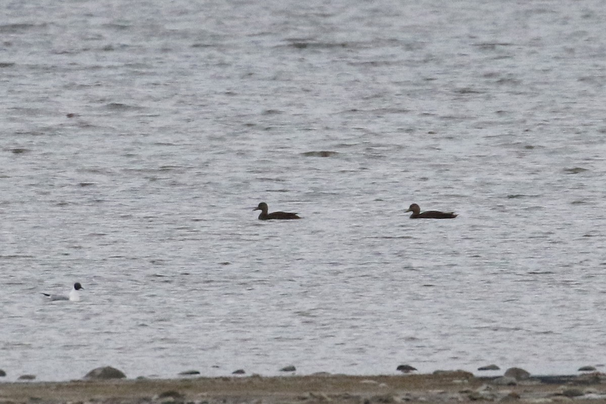 American Black Duck - ML28543691