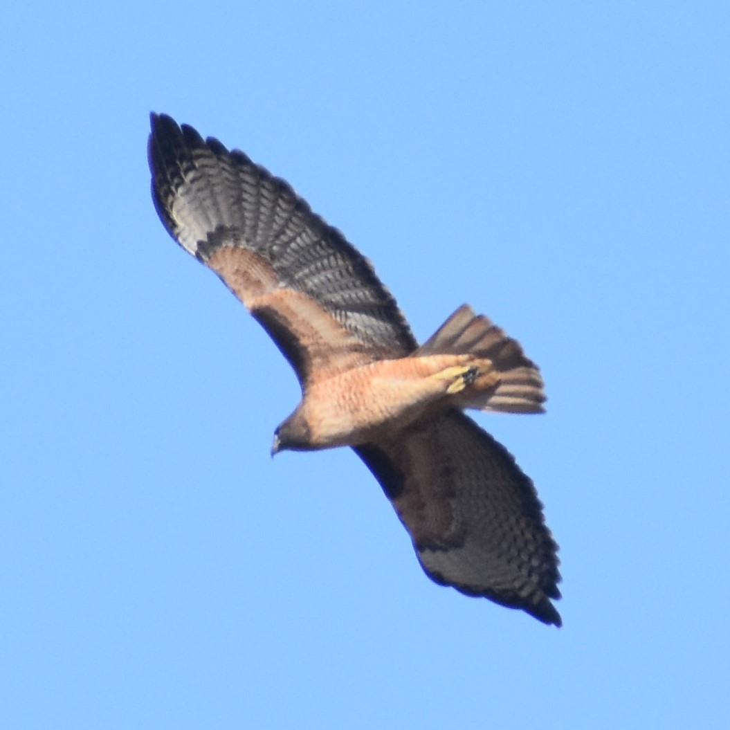 Red-tailed Hawk - ML285436931