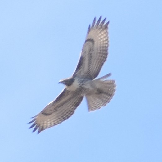 Buteo sp. - ML285437051