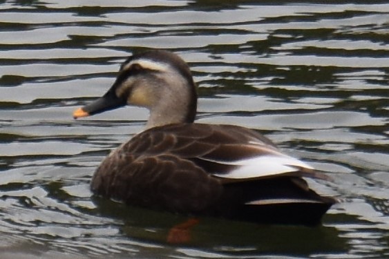 Eastern Spot-billed Duck - ML285437081