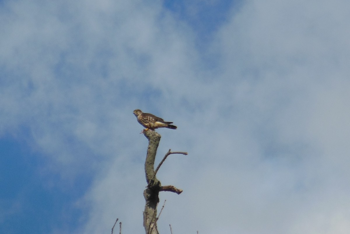Merlin - Tobias Pessoa Gingerich
