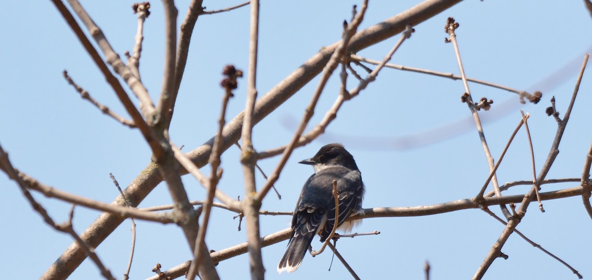 Eastern Kingbird - ML28543971