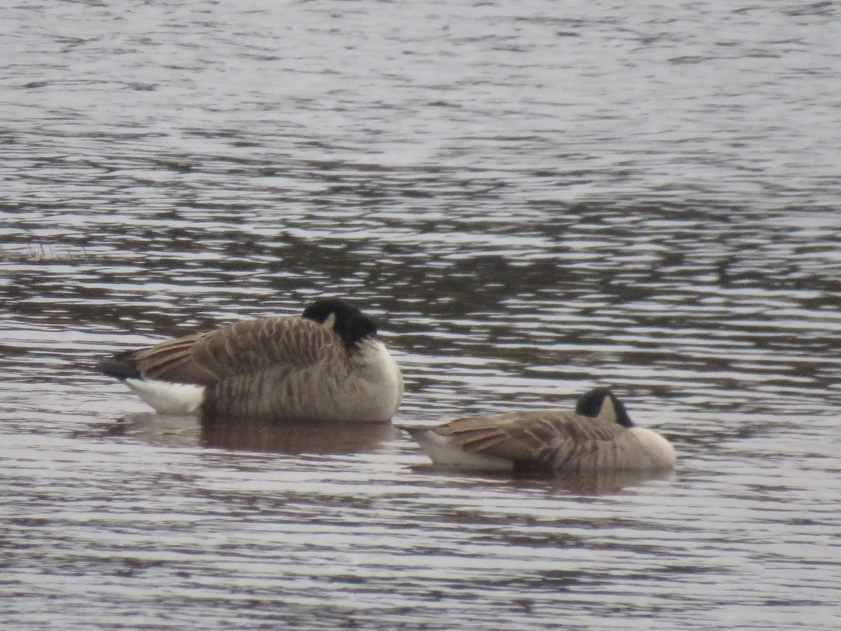 Canada Goose - ML285442271