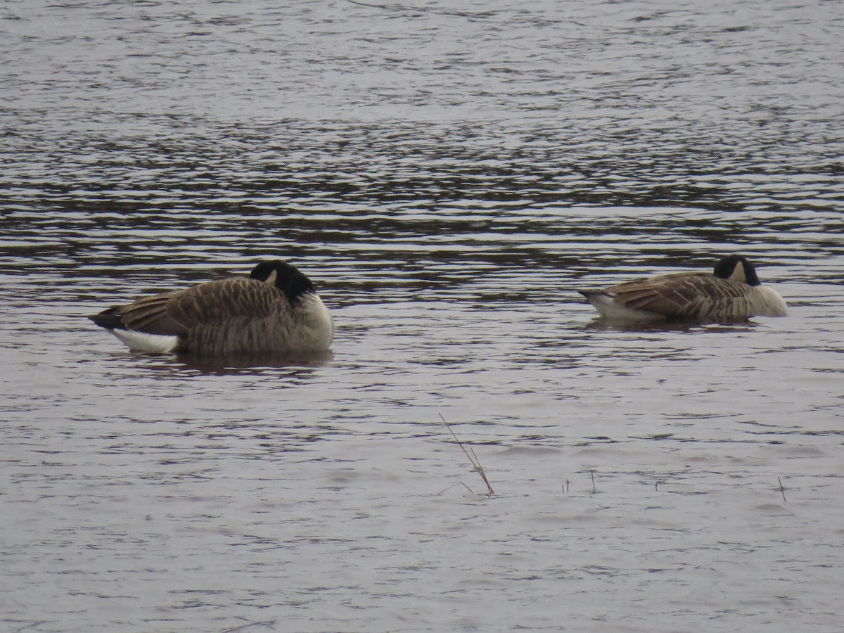 Canada Goose - ML285442281