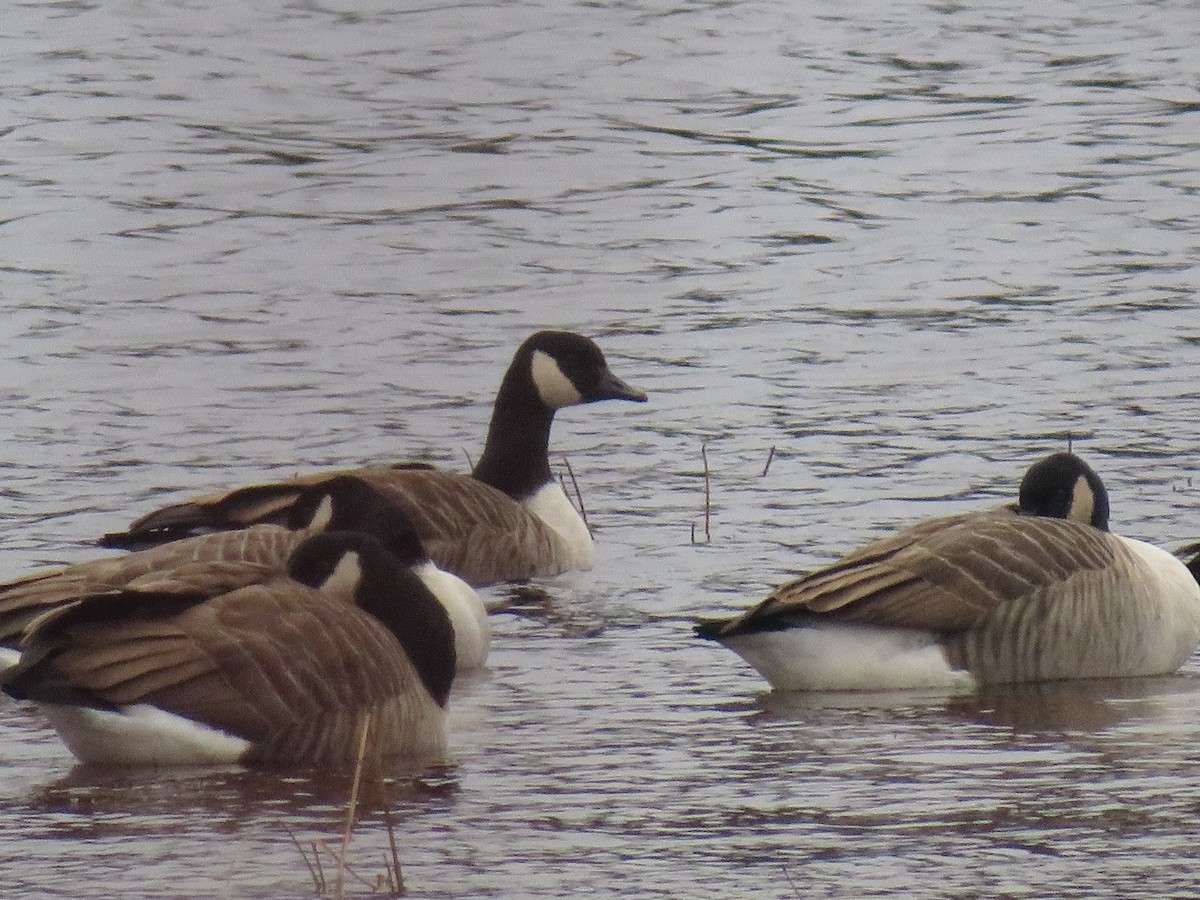 Canada Goose - ML285442321