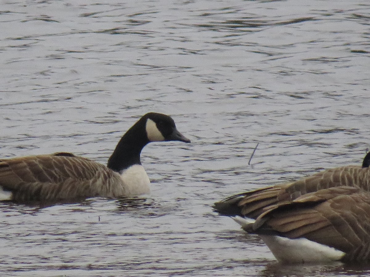 Canada Goose - ML285442371