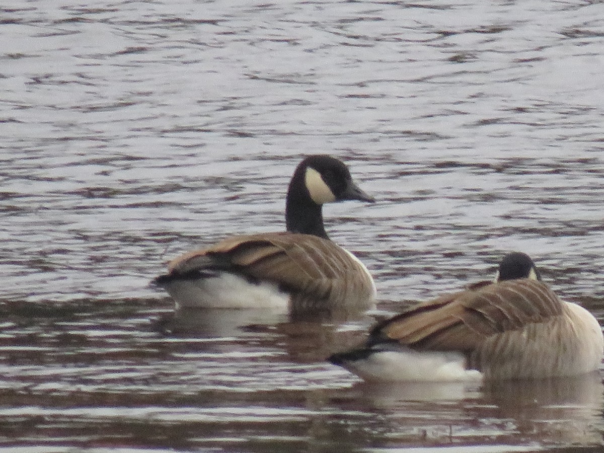 Canada Goose - ML285442411