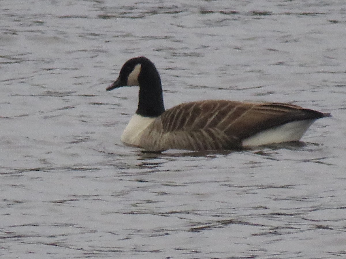 Canada Goose - ML285442451