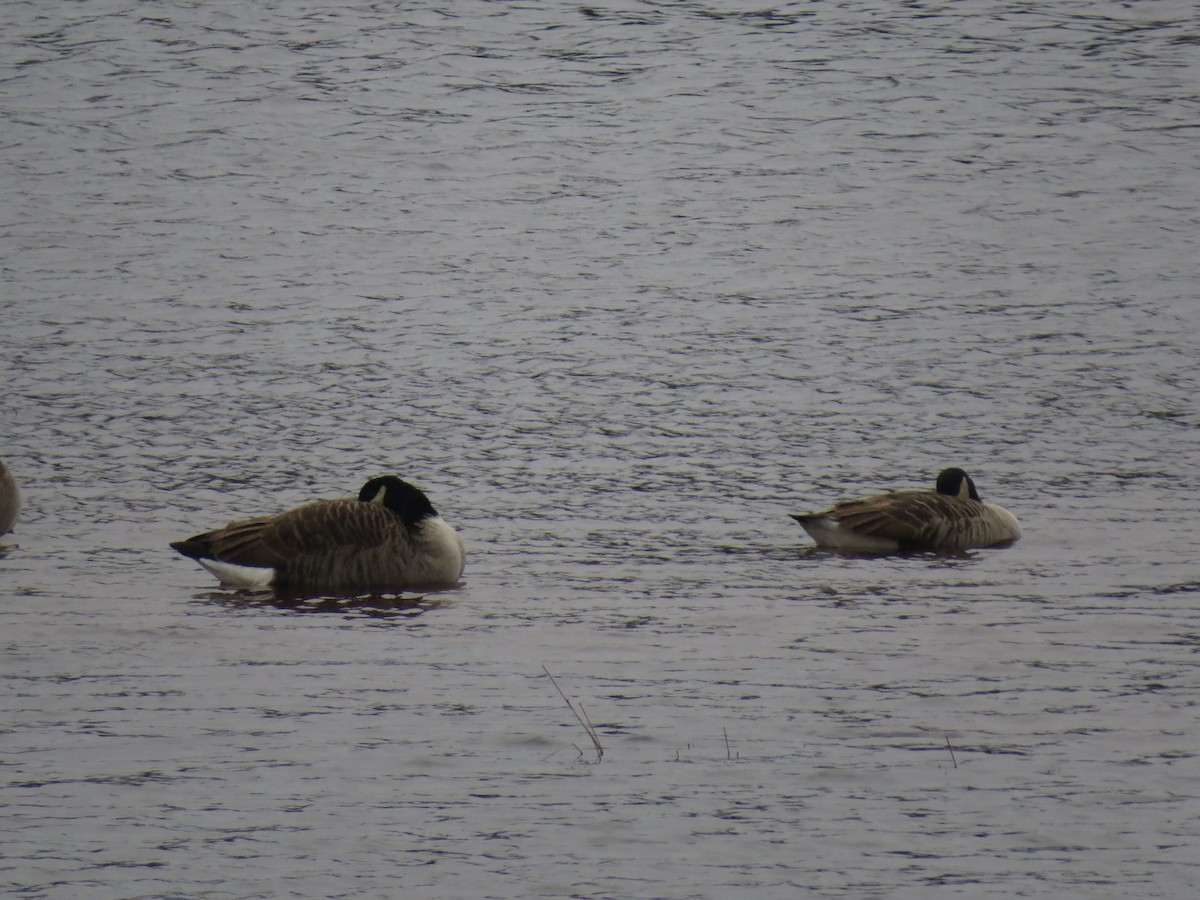 Canada Goose - ML285442551