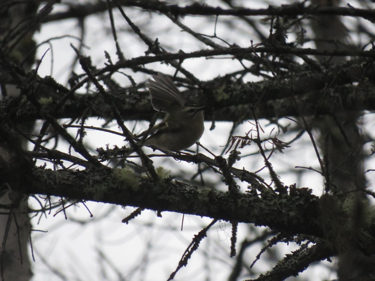 Golden-crowned Kinglet - ML285442781