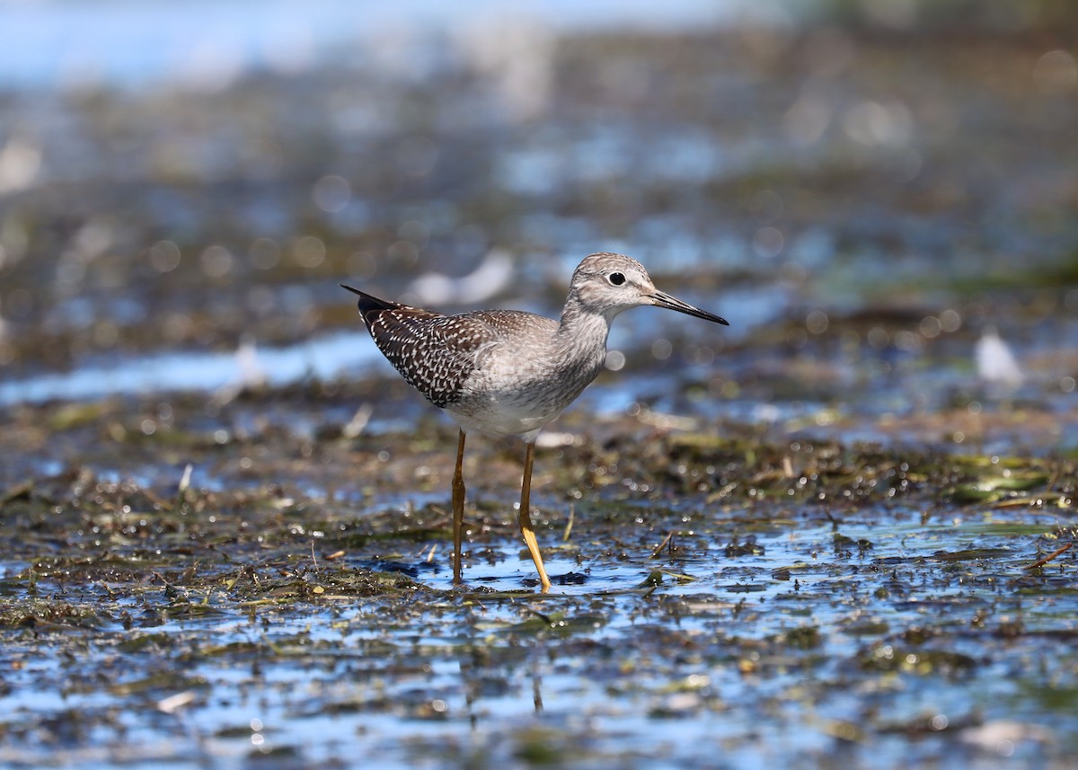 Lesser Yellowlegs - ML285443991