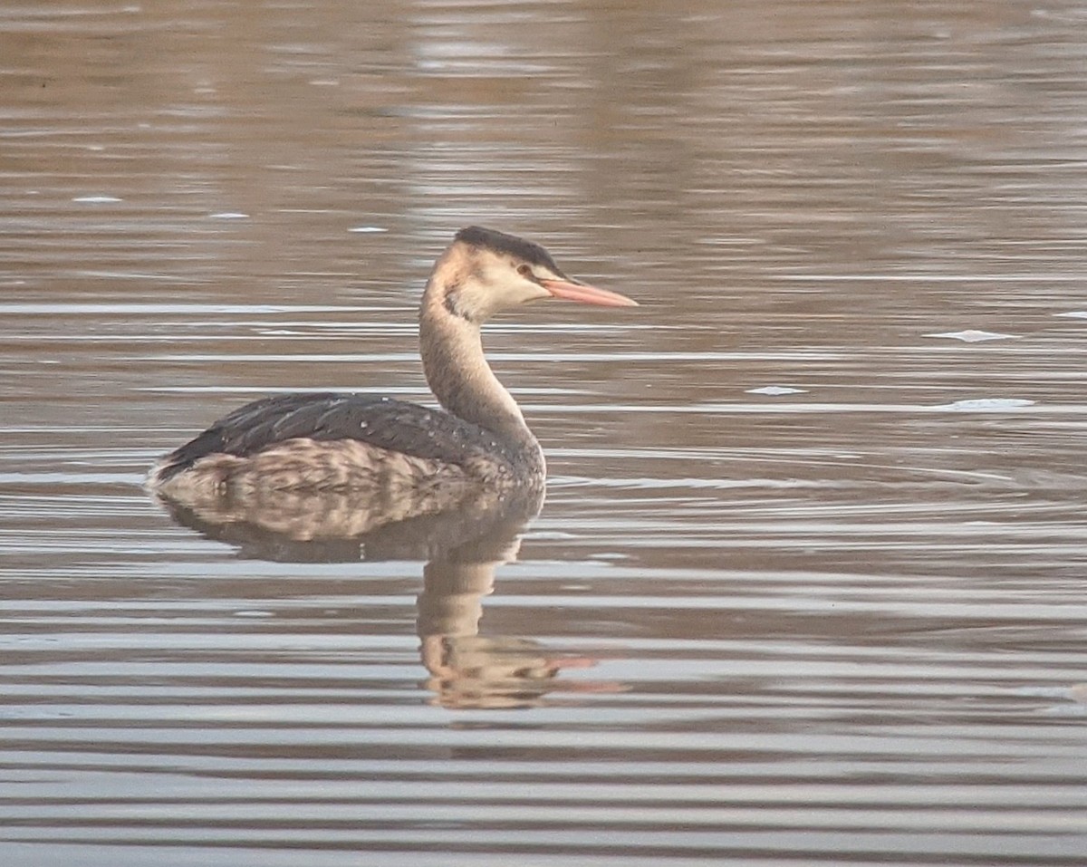 Great Crested Grebe - ML285444751