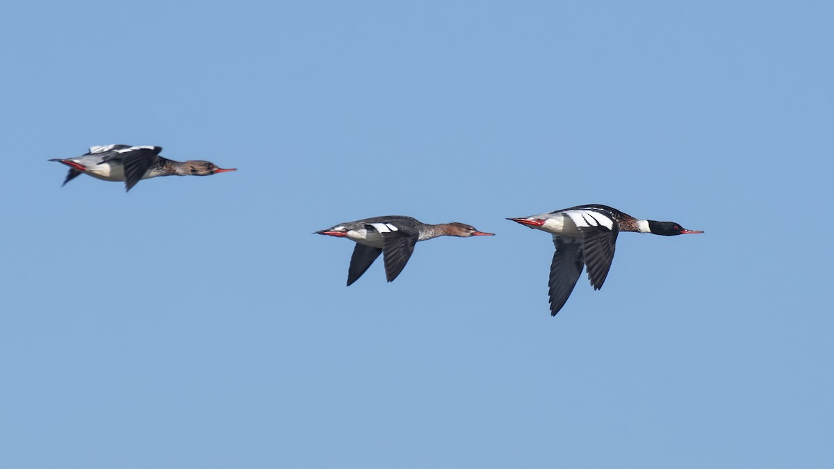 Red-breasted Merganser - Mehmet ertan Tiryaki