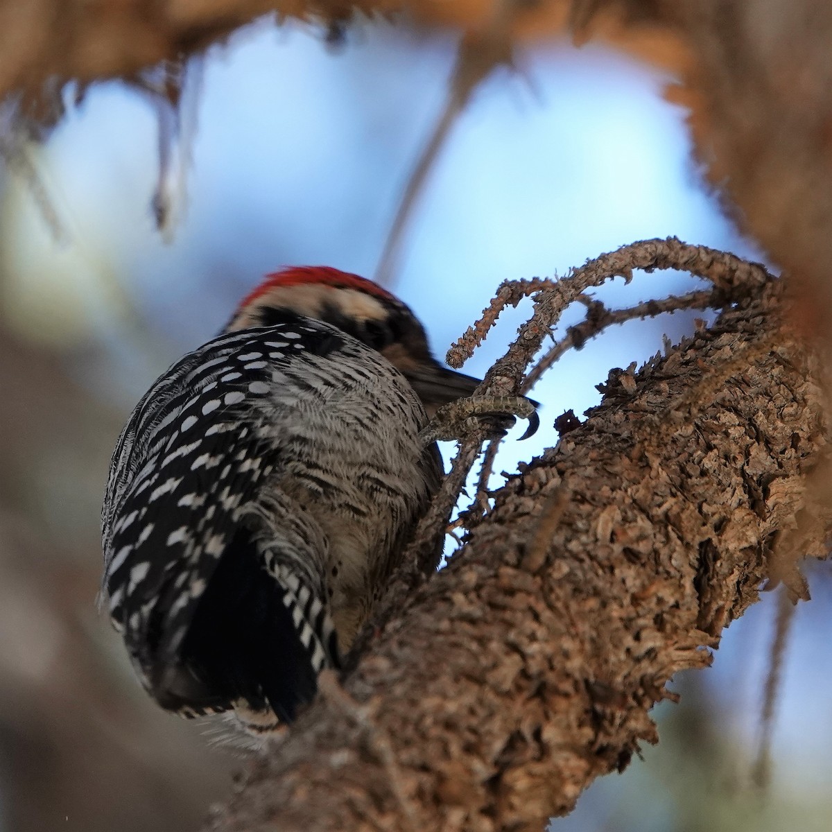 Ladder-backed Woodpecker - ML285446371
