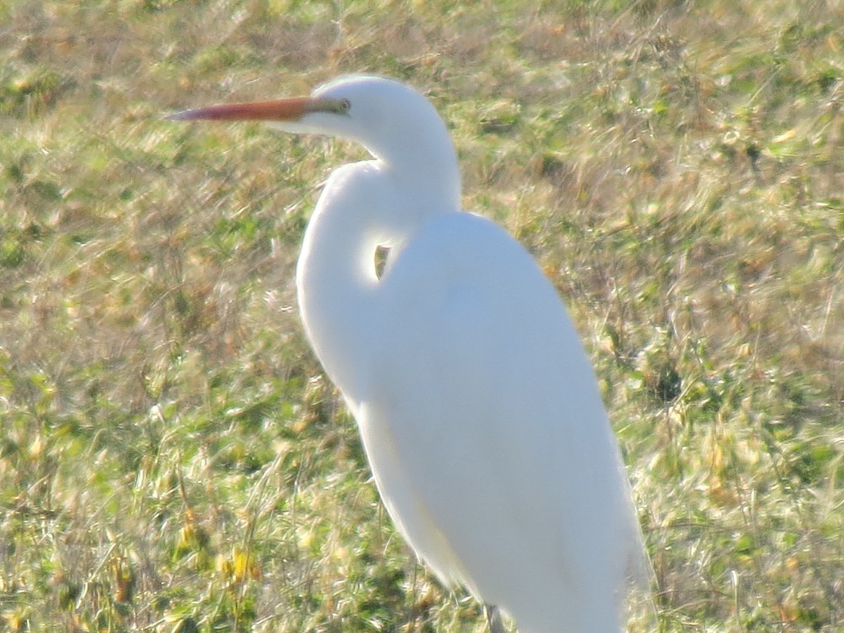 Great Egret - ML285447511