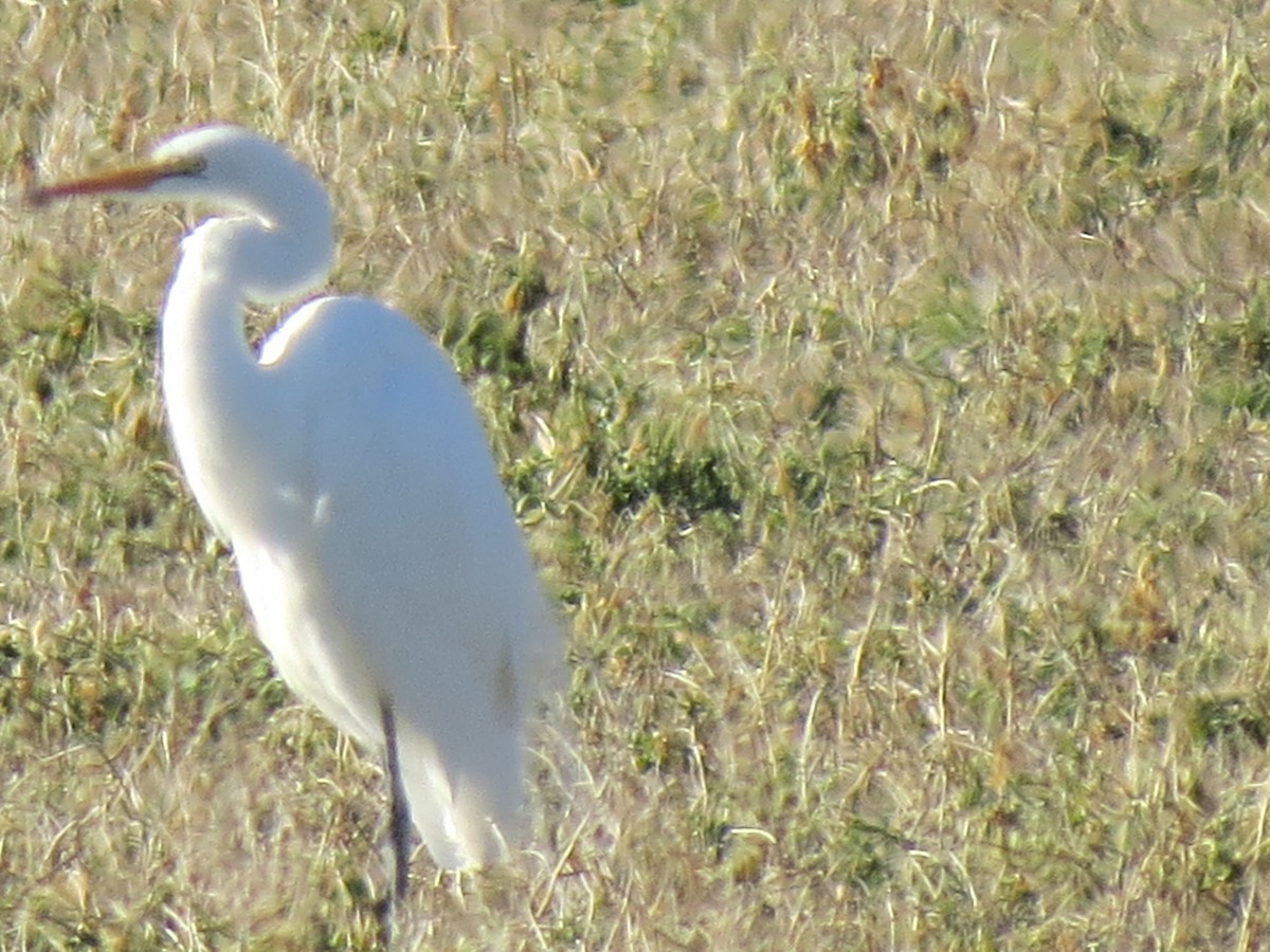 Great Egret - ML285447521