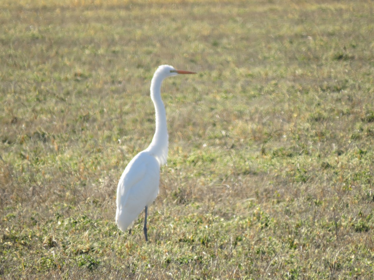 Great Egret - ML285447531