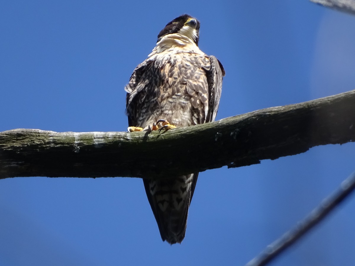 Peregrine Falcon - ML285447581