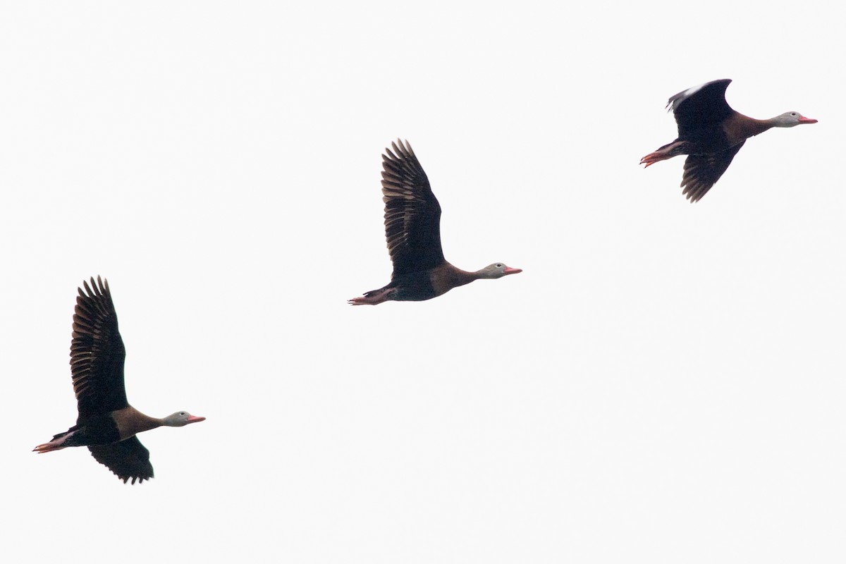 Black-bellied Whistling-Duck - Colton Robbins