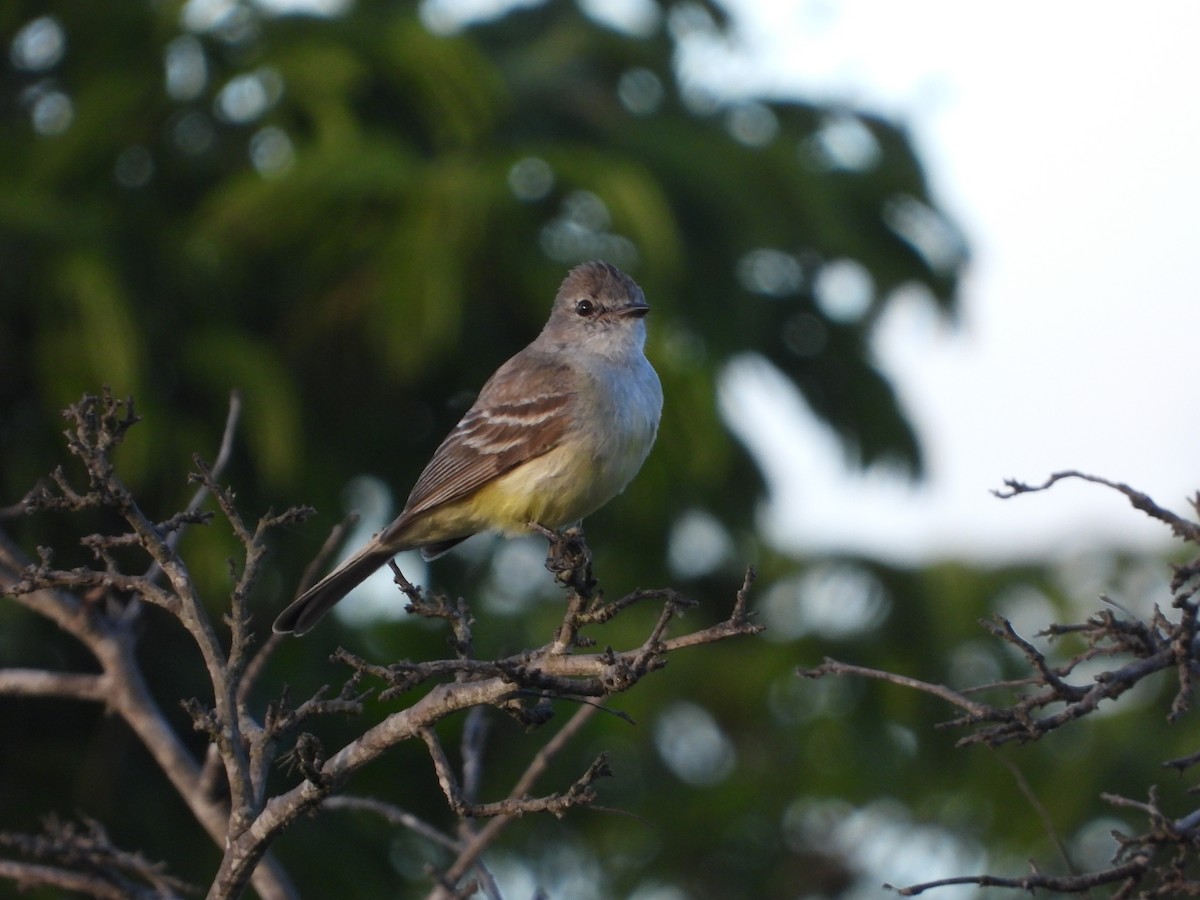 Southern Scrub-Flycatcher - ML285449151