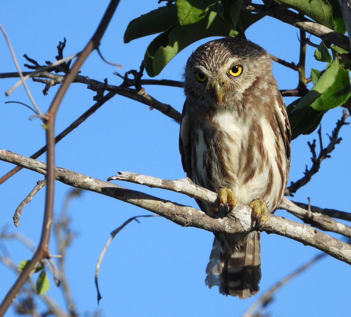 Ferruginous Pygmy-Owl - Rene Santos
