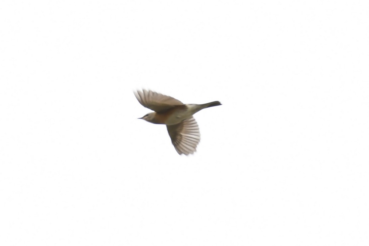 Eyebrowed Thrush - ML285452001