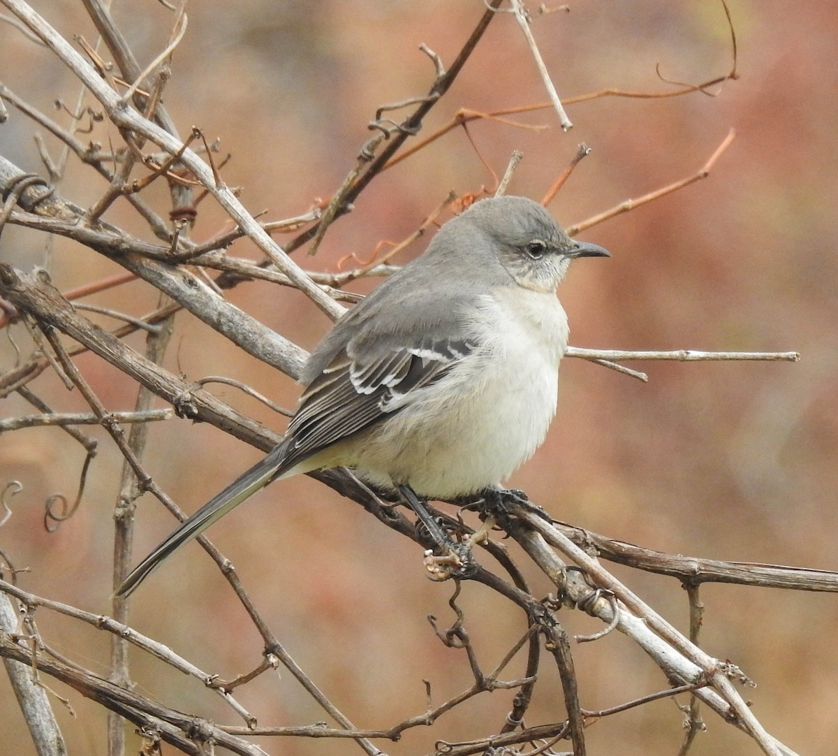 マネシツグミ - ML285452041