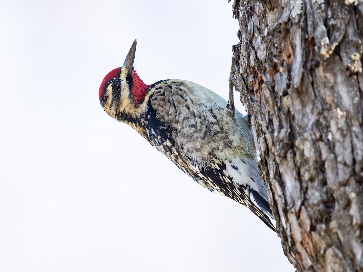 Yellow-bellied Sapsucker - ML285452081