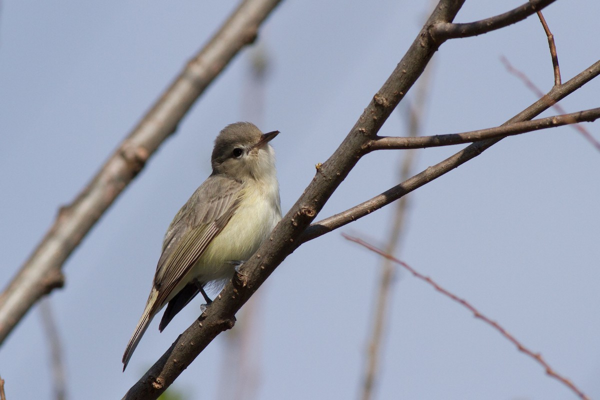 Warbling Vireo (Eastern) - ML28545631