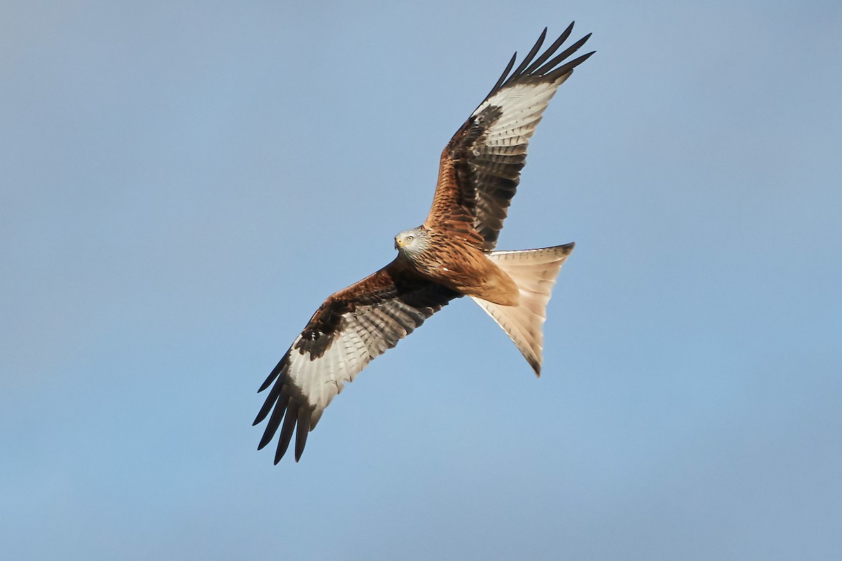 Red Kite - Miguel Rouco