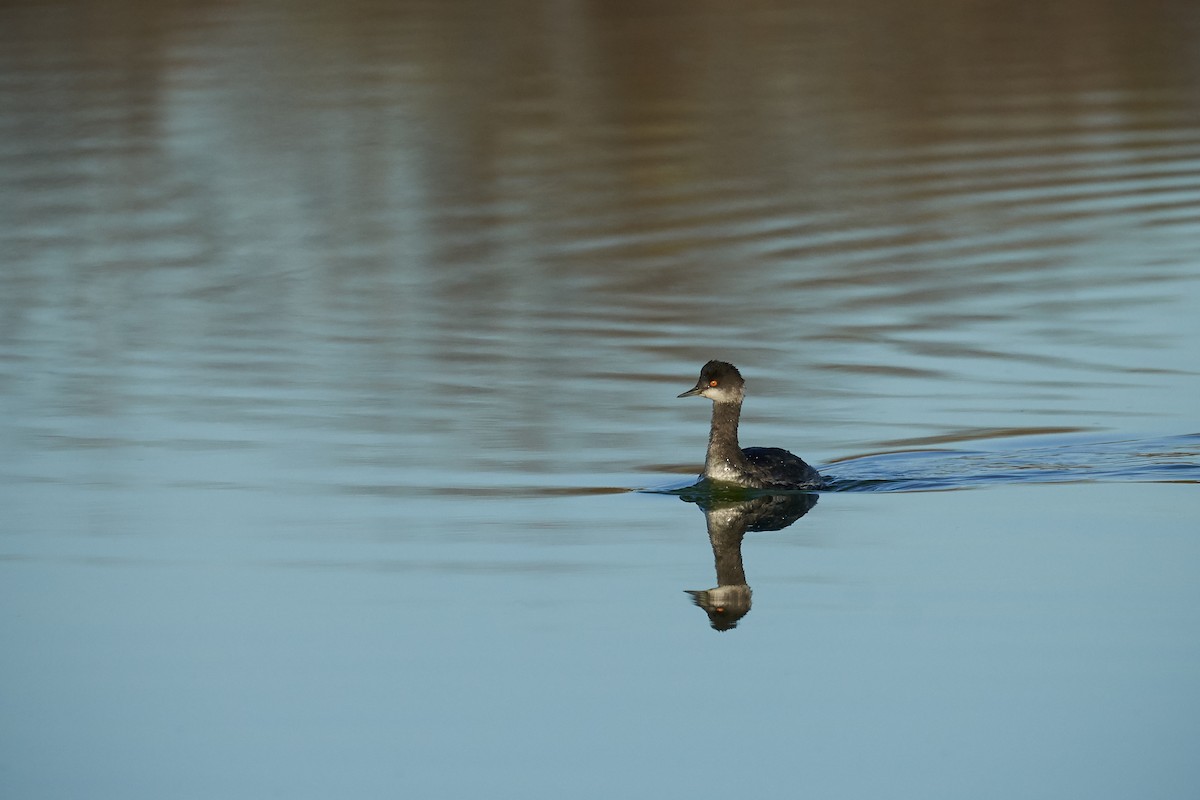 Eared Grebe - ML285460251