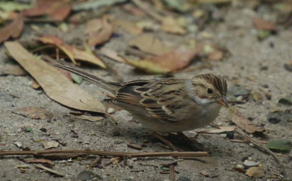 Clay-colored Sparrow - ML285461491
