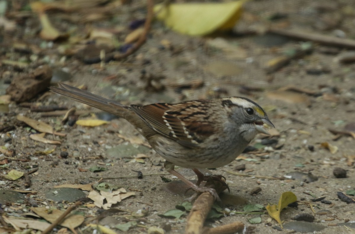 White-throated Sparrow - ML285461621