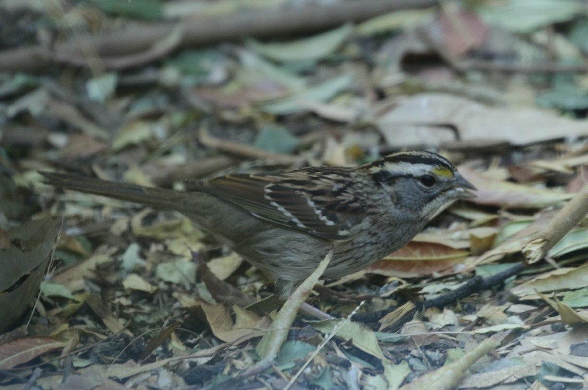 White-throated Sparrow - ML285462481