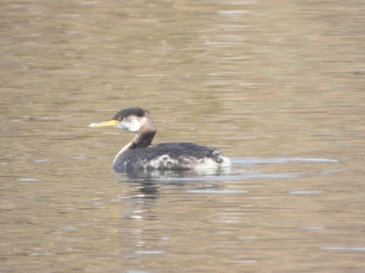 Red-necked Grebe - ML285463441
