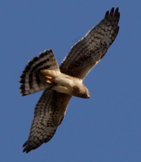 Northern Harrier - ML285465601