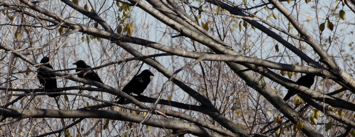 American Crow - Duane Mortensen