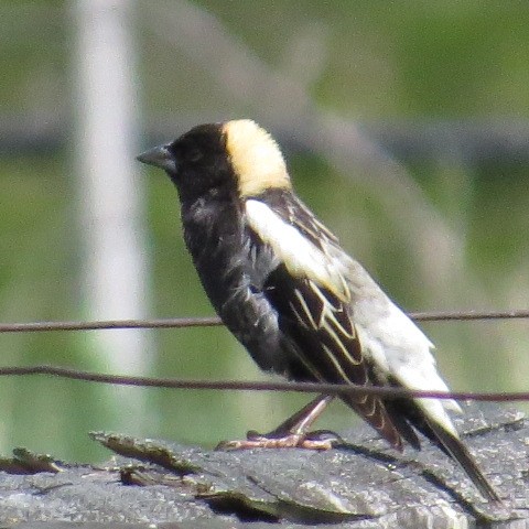 Bobolink - valerie heemstra