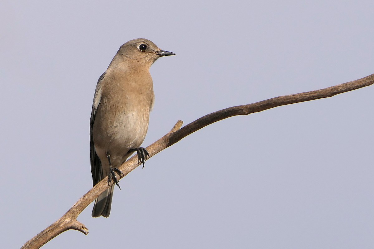 Mountain Bluebird - ML285469191