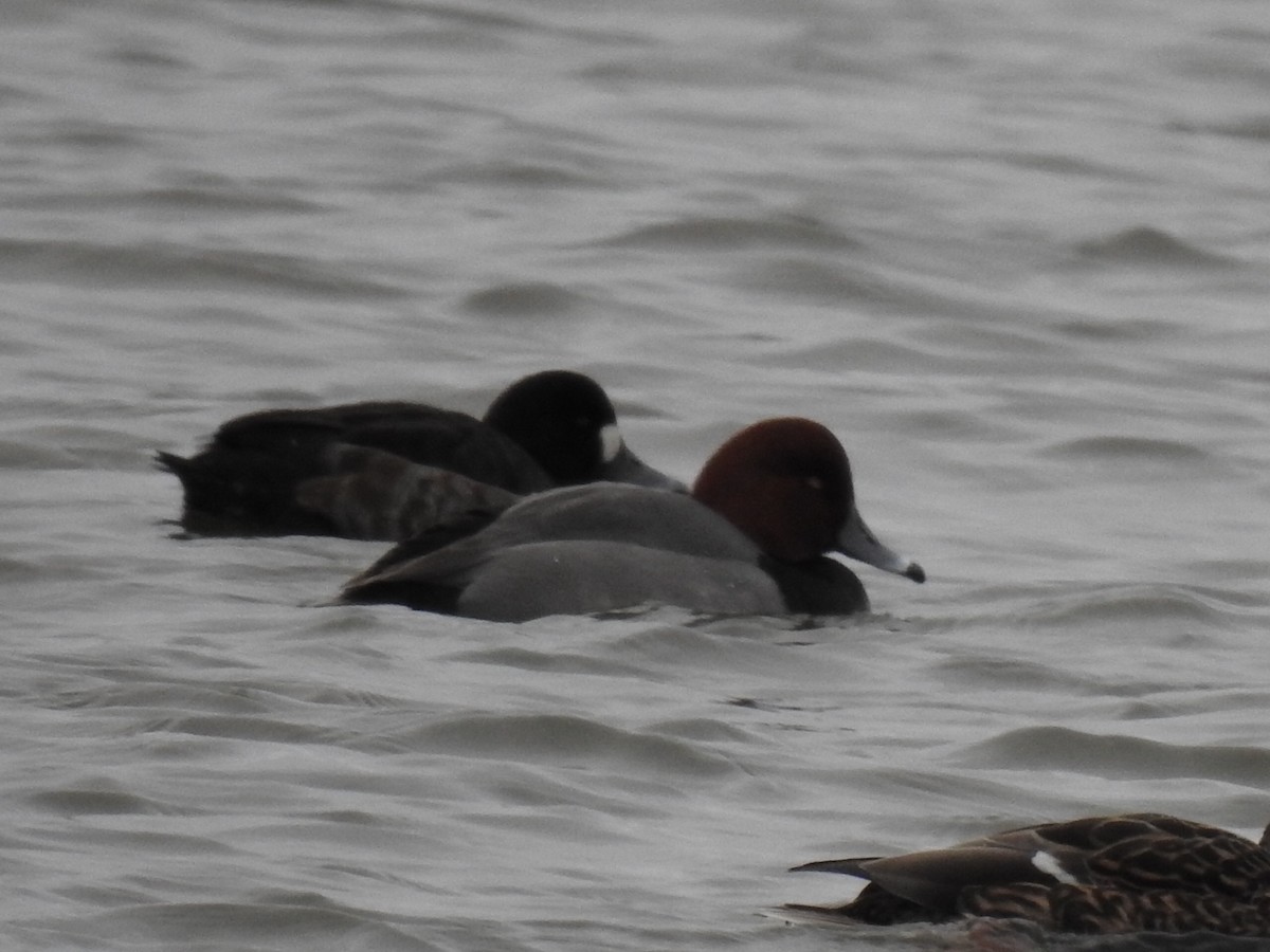 Redhead - Peter Baker