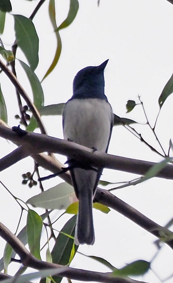 Leaden Flycatcher - ML285469531