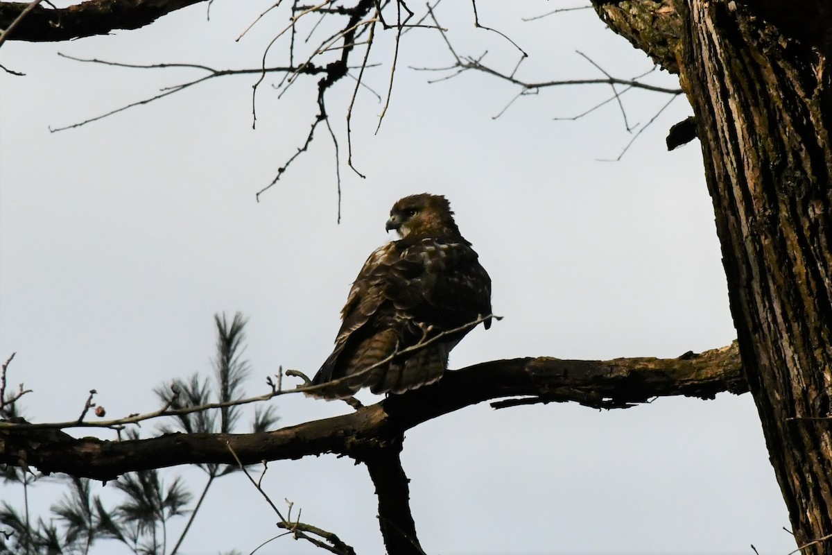 Red-tailed Hawk - ML285470471