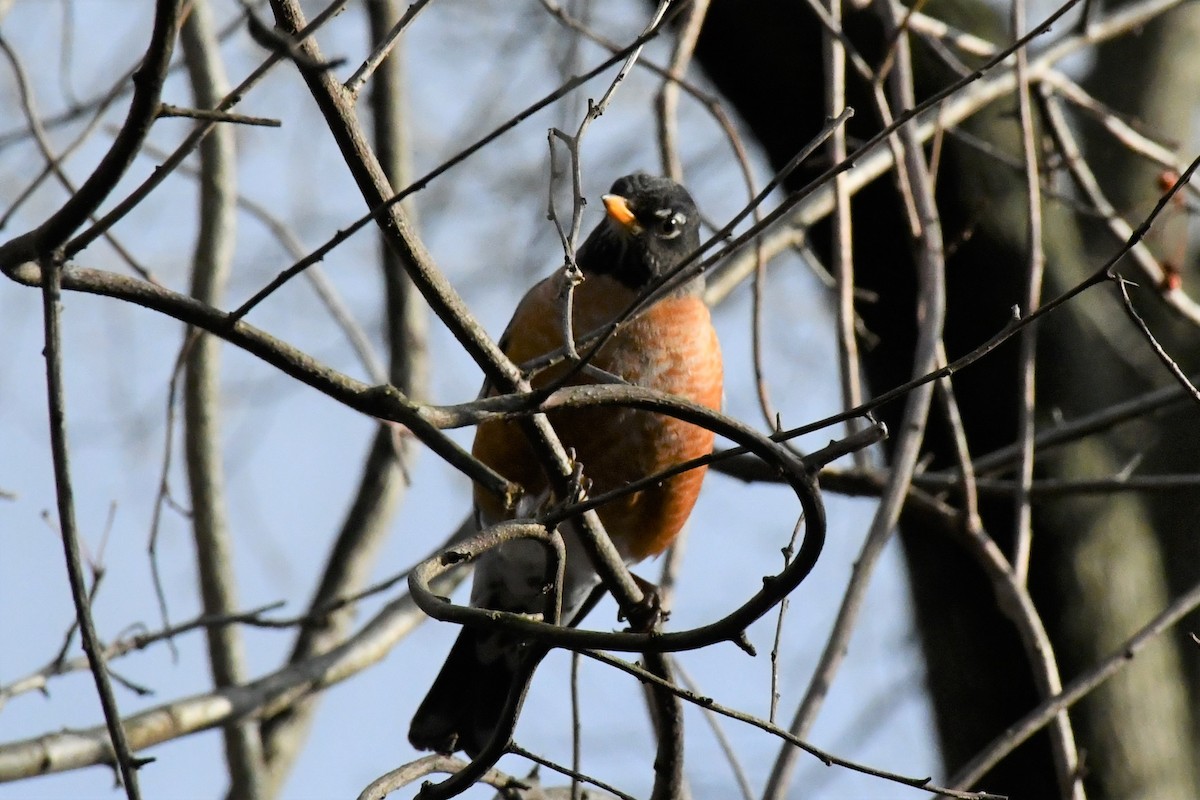 American Robin - Brian Kenney