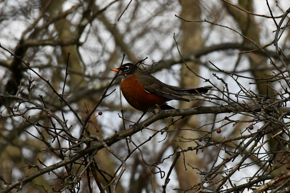 American Robin - Brian Kenney