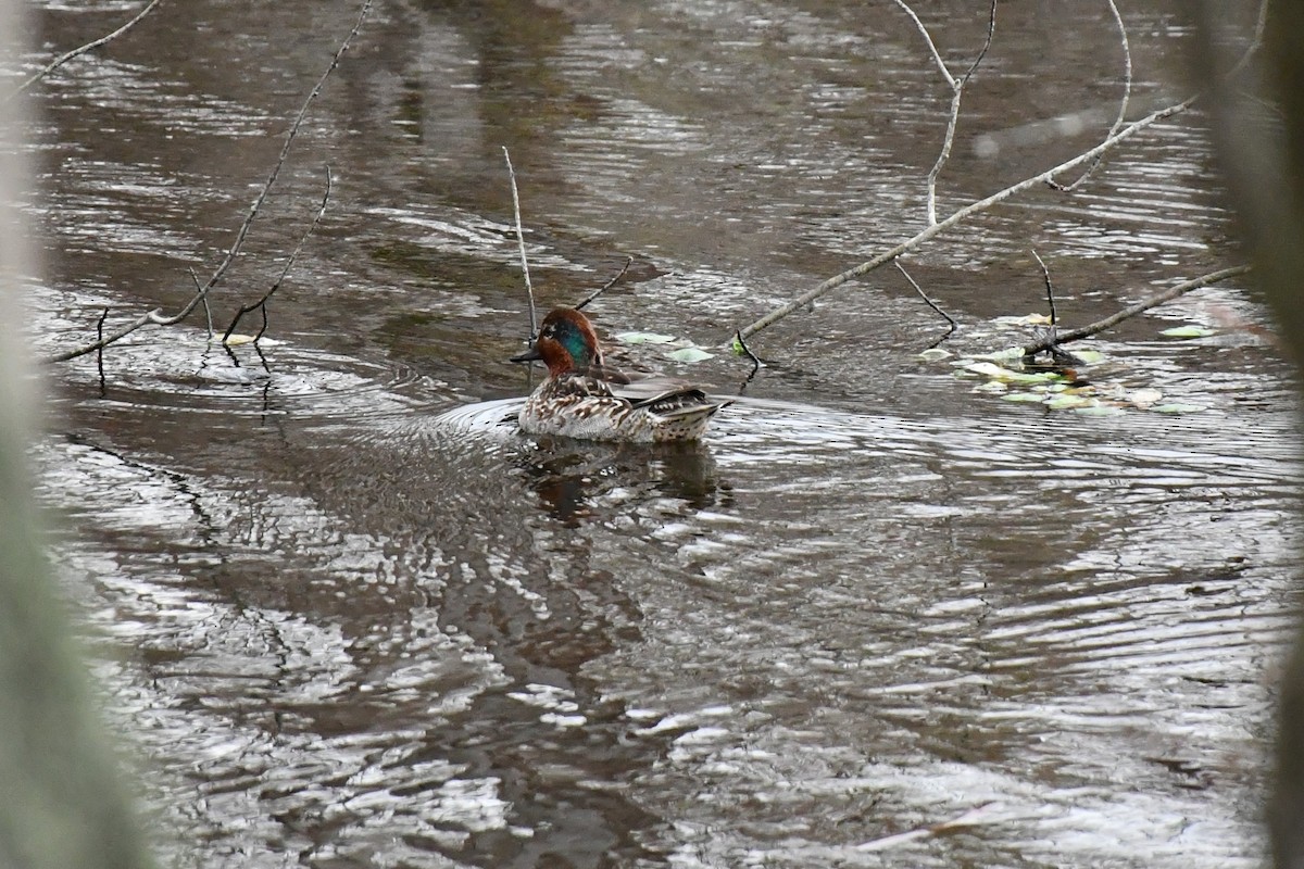 Green-winged Teal - ML285471111