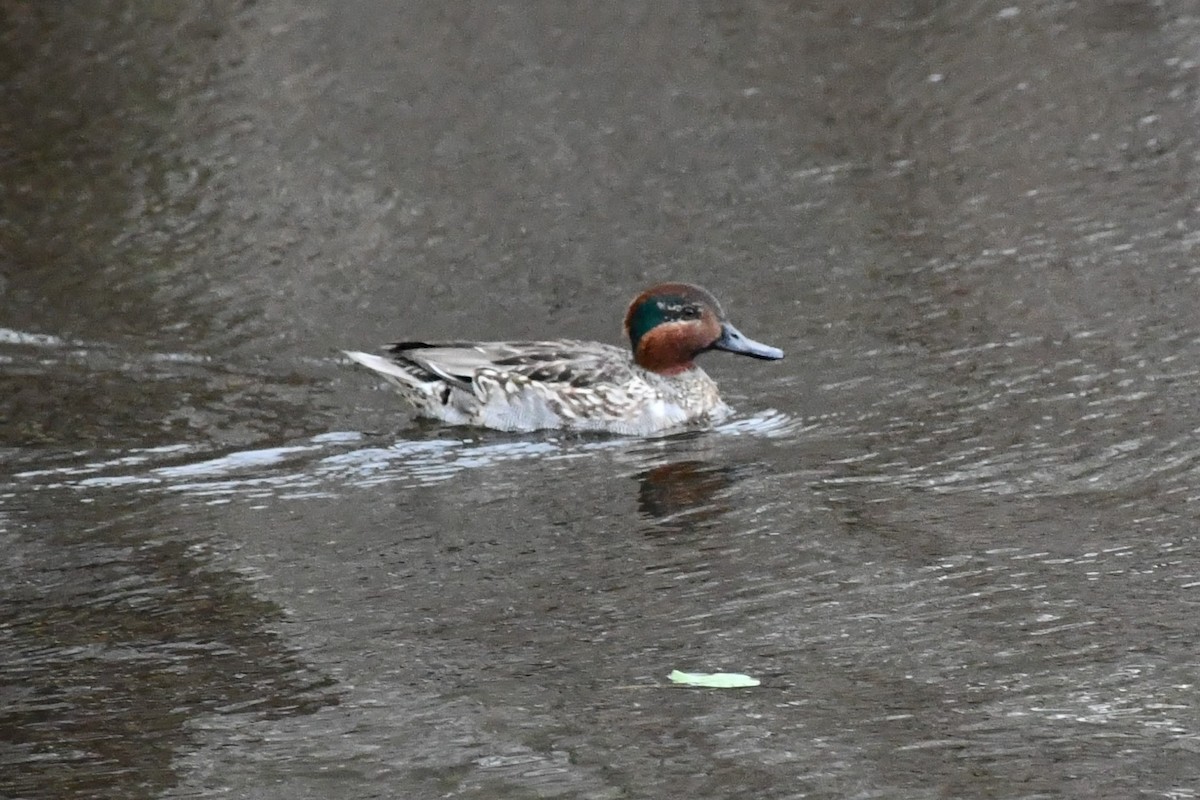 Green-winged Teal - ML285471351