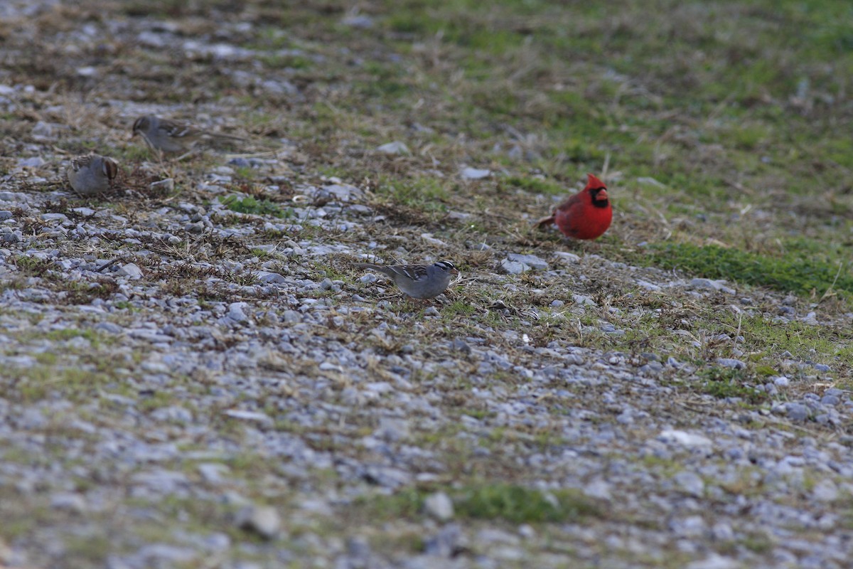 White-crowned Sparrow - ML285471851