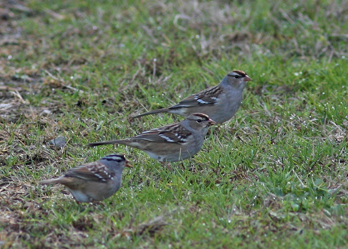 White-crowned Sparrow - ML285472171